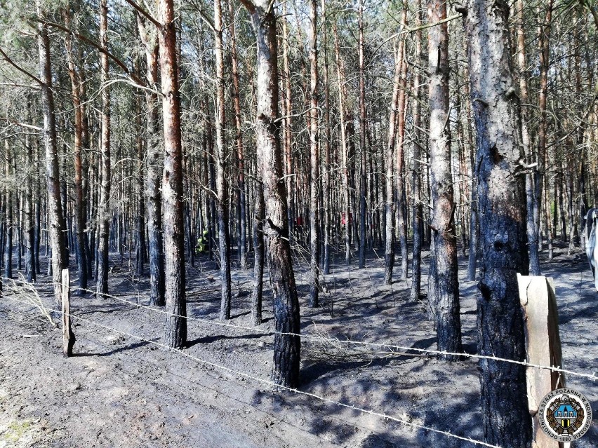 Grożny pożar lasu. 20 zastępów strażaków walczyło z żywiołem przez kilka godzin. Na miejsce ściągnięto samolot gaśniczy