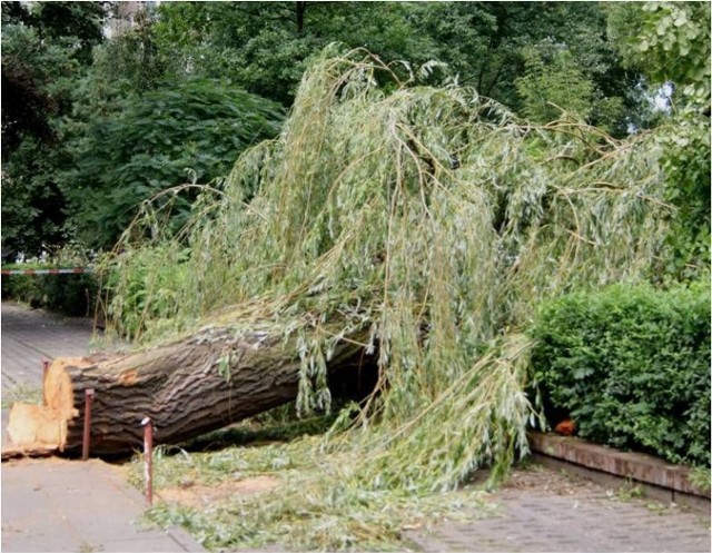 Burza, kt&oacute;ra przeszła nad Łodzią 20 lipca nie oszczędziła drzew przy ulicy Piotrkowskiej 235/241.
fot. Mariusz Reczulski