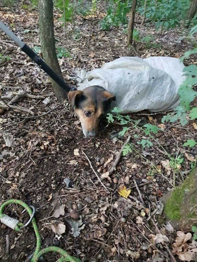 Minął miesiąc a przerażona sunia dalej szuka domu. Ktoś zostawił ją w torbie w lesie [ZDJĘCIA]