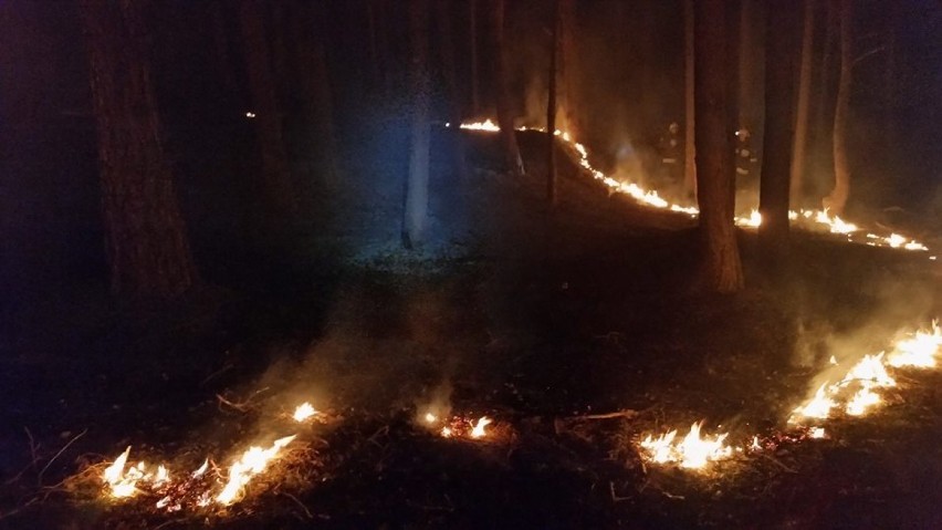 Groźny pożar ściółki leśnej w Zdunach [ZDJĘCIA]