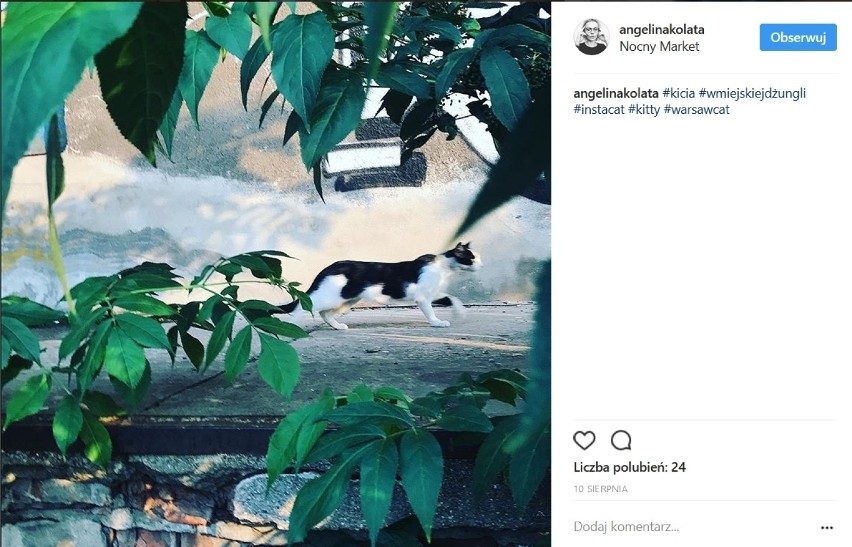 Warszawskie koty na Instagramie