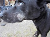 Nowa Sól:  Siekierą okaleczył psa - usłyszał zarzuty