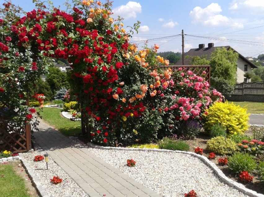 Kolorowy ogród Tatiany Wolny z Mszany