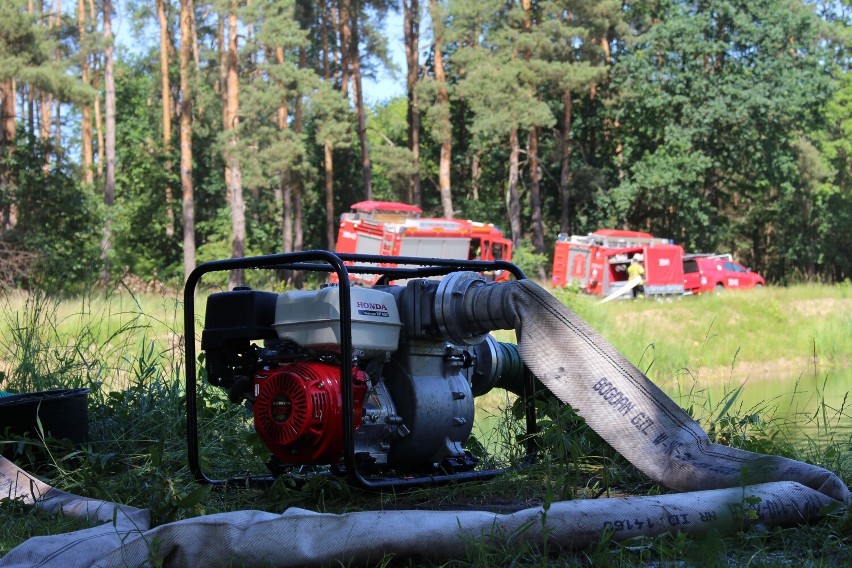 Pożar ściółki leśnej w Obornikach. Zadysponowano kilka jednostek OSP
