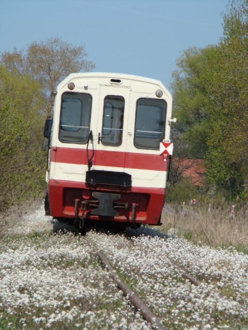 Nowy Dwór Gd. Koleją nad morze. Kursuje wąskotorówka [Rozkład]