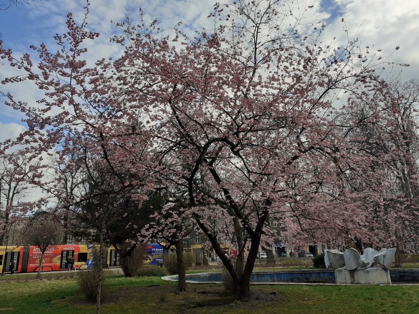 Wiosna w Bytomiu! Cebulice w Parku im. F. Kachla, magnolia przed UM. Błękitnie, różowo i biało!