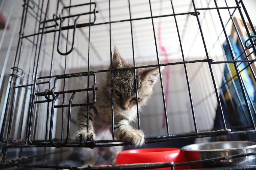 Dramatyczna sytuacja z kotami w Schronisku dla Bezdomnych Zwierząt w Dyminach. "Jesteśmy zrozpaczeni" 