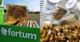 Zabrzańska elektrociepłownia dba o pszczoły! Powstaje specjalna łąka kwietna - inicjatywa z okazji Światowego Dnia Pszczół