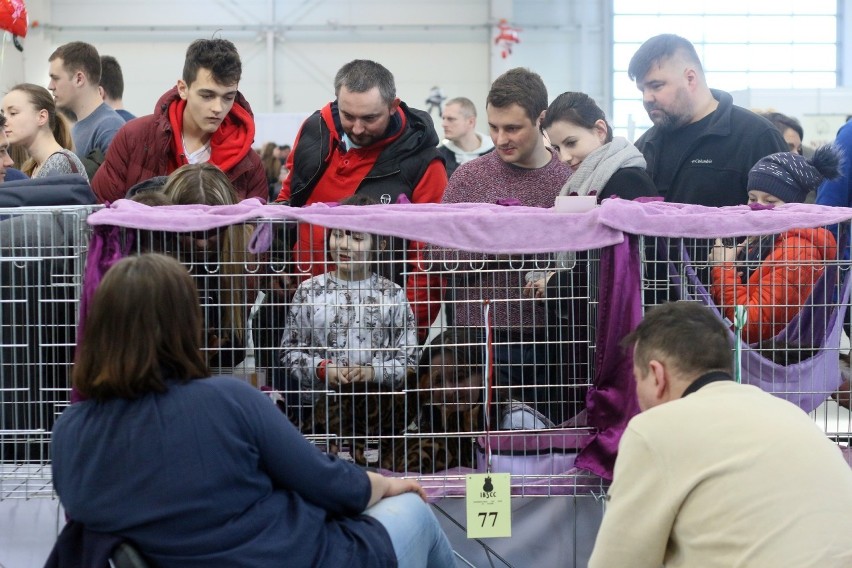 Wszystkie stworzenia małe i duże na wystawie ZOOPARK. Zobacz zdjęcia i wideo