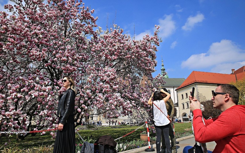 Wawel jak z bajki. Kwitnące magnolie [ZDJĘCIA]