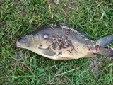 Ryby na łowisku w Hłomczy są chore? Na ich ciele występują dziwne rany