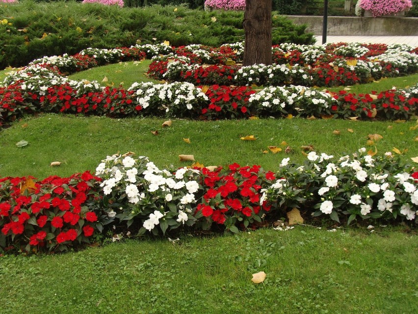 Kwiaty w barwach narodowych przy Placu Ratuszowym