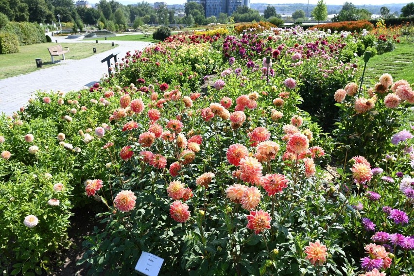 Ogród Botaniczny w Kielcach kusi letnimi kwiatami. Jest jeszcze, co oglądać