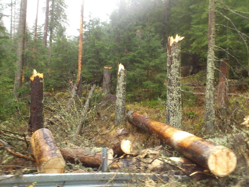 Tatry: powalone drzewa na szlaku do Morskiego Oka