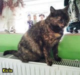 Zaginęła kotka w Sztumie - czy ktos ją widział?