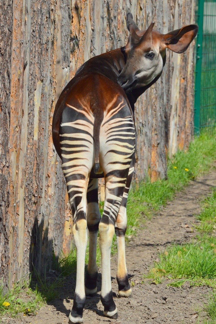 Oto, jak zwiedzający wrocławskie zoo ratują zwierzęta. Przeczytaj list Radosława Ratajszczaka, szefa ZOO Wrocław