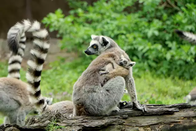 Lemur katta – ten endemiczny gatunek Madagaskaru był powszechny w środowisku naturalnym jeszcze 25 lat temu; dzisiaj mówi się wręcz o eksterminacji lemurów katta, bo populacja zmniejszyła się aż o 97%; w świetle takich danych rola hodowli zamkniętych, jak ta we wrocławskim zoo, nabierają szczególnego znaczenia;