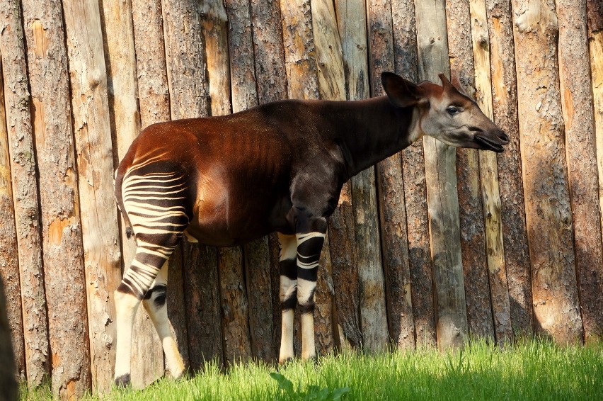 Okapi – gatunek na skraju wymarcia, zamieszkujący niewielką...