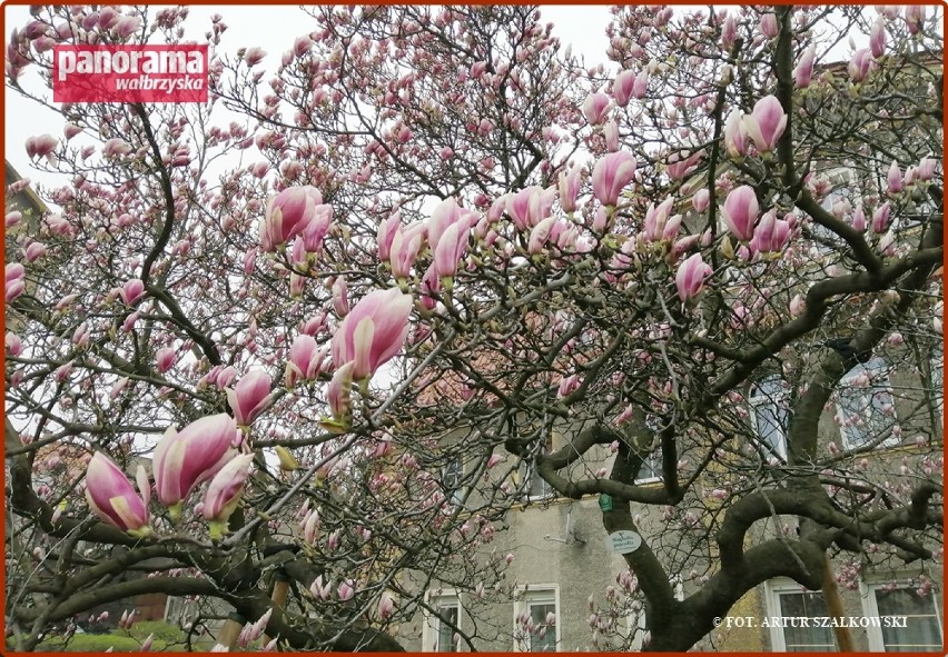 Zakwitła najstarsza wałbrzyska magnolia. Drzewo rośnie na...