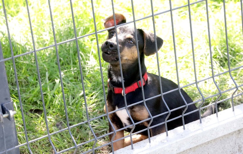 Te pieski i kotki czekają na adopcję w legnickim schronisku, zobaczcie aktualne zdjęcia