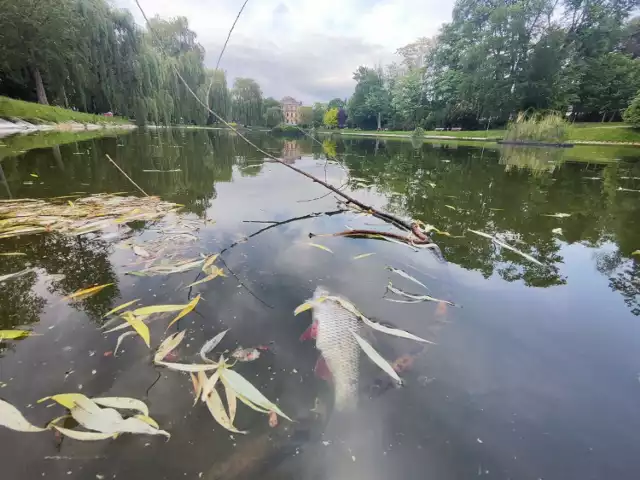 W stawie w Parku Miejskim w Kielcach doszło  do śnięcia ryb.

Zobacz zdjęcia