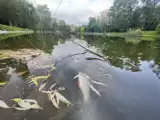 Martwe ryby w stawie w Parku Miejskim w Kielcach. Akcja służb, pobrano próbki wody do badań. Zobacz zdjęcia