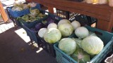 Ile kosztują warzywa i owoce w Chełmnie? Oto ceny na targowiskach! Zdjęcia