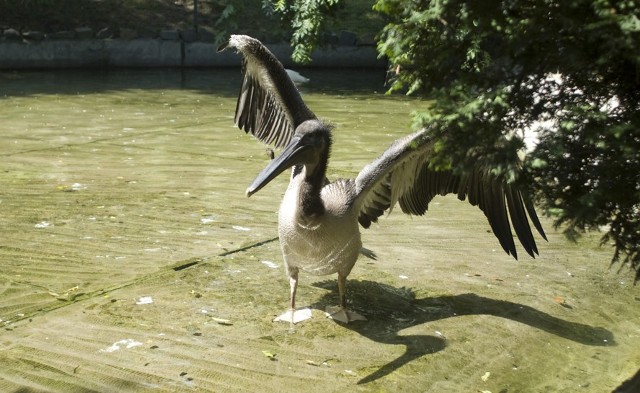 Pelikan Peluś okazał się... pelikanicą