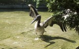 Zoo w Krakowie: pelikan Peluś zrobił niespodzankę hodowcom i okazał się Pelusią