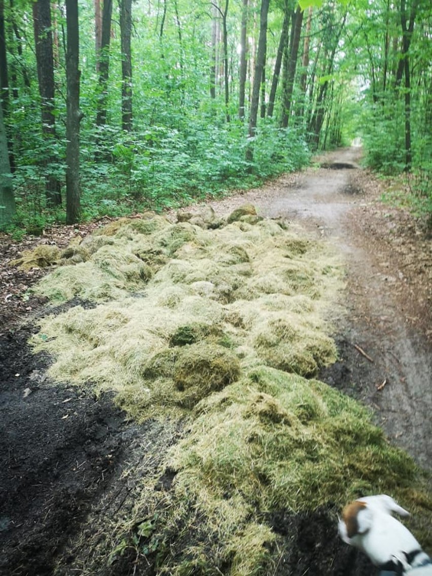 Bezmyślnie zaśmiecają park Grunwaldzki w Lublińcu. Sprzątają po nich dzieci!