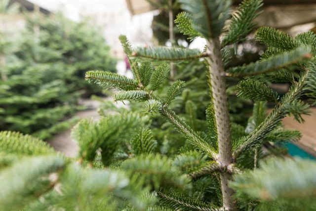 Co zrobić z choinką po Bożym Narodzeniu? To warto wiedzieć, zanim wyrzucimy. Jak pozbyć się bożonarodzeniowego drzewka żeby nie mieć kłopotu?