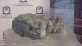 W Jakucku zaprezentowano nietypowy eksponat. To liczące prawie 10 tys. lat szczątki lwa (wideo)