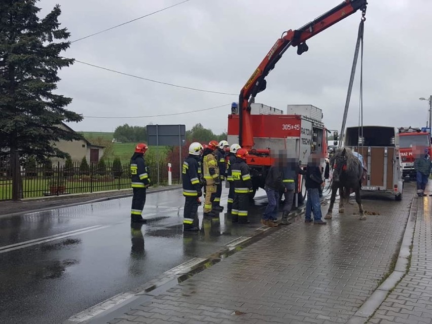 Koń przewrócił się na drodze wojewódzkiej w gminie Skała. Zwierzę było przewożone w przyczepie