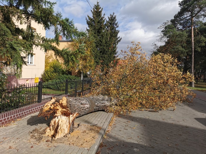 Na ulicy Sienkiewicza w Nowej Soli przewróciło się drzewo