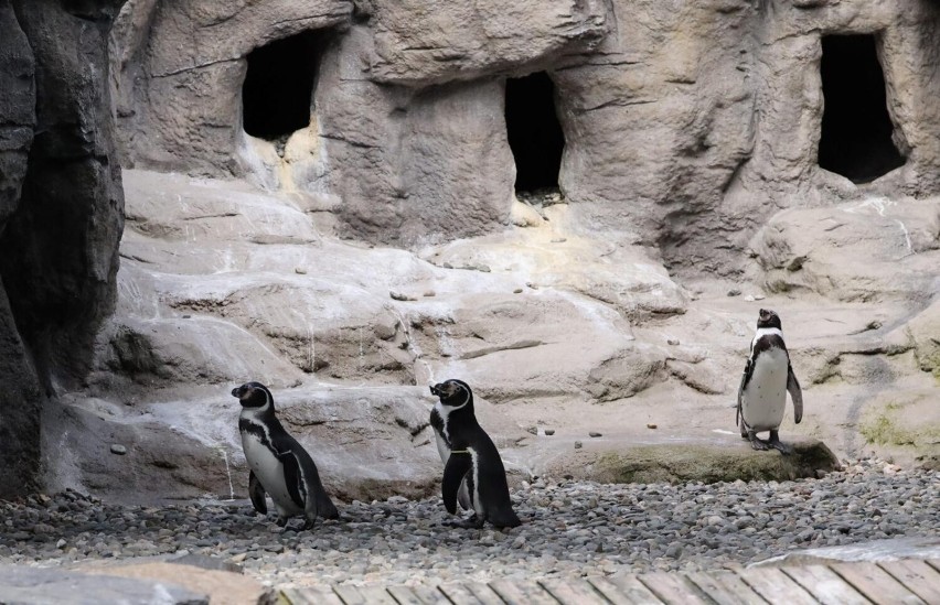 Pingwiny w zoo w Chorzowie podbijają serca turystów