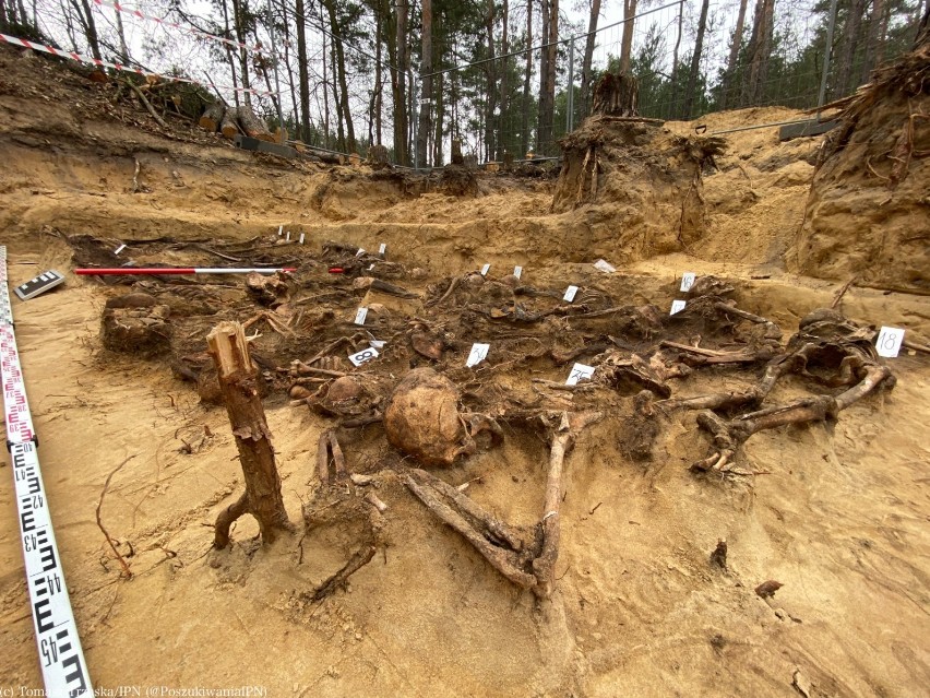 Szczątki 35 osób na Białołęce. Pociski broni palnej w czaszkach. IPN podsumowuje badania nad masowym grobem leśnym