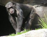 Szympans atakuje w Bielawie. Trwają poszukiwania małpy