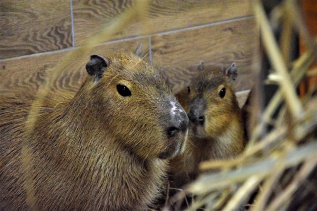 Kapibary, które stały się popularne za sprawą memów, w Zoo Borysew można oglądać od początku tego roku