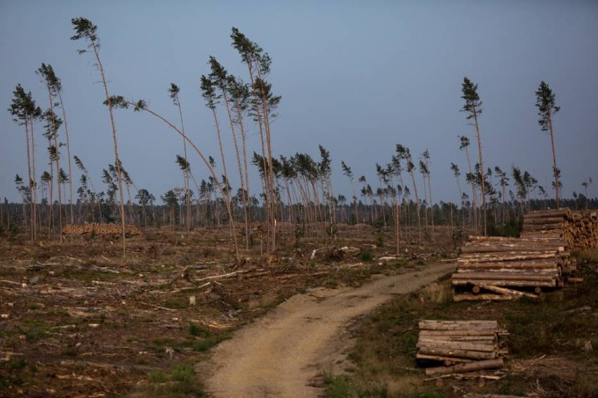 Po huraganie 100-lecia w Nadleśnictwie Lipusz wciąż trwają prace, by odtworzyć zniszczone lasy