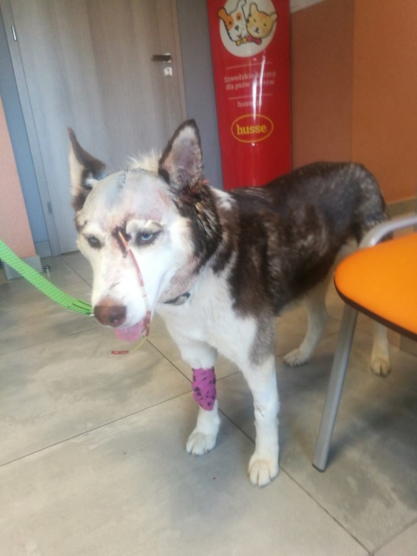 Pies stanął na nogi po operacji.