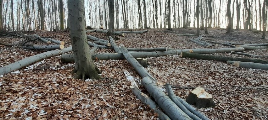 Na Górze Bukowej w Dąbrowie Górniczej leśnicy w ramach plac...