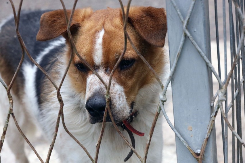 Te pieski i kotki czekają na adopcję w legnickim schronisku, zobaczcie zdjęcia