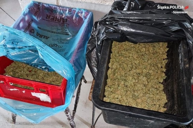 Wydział kryminalny Komendy Policji w Sosnowcu zarekwirował 8 kilogramów suszu marihuany.
