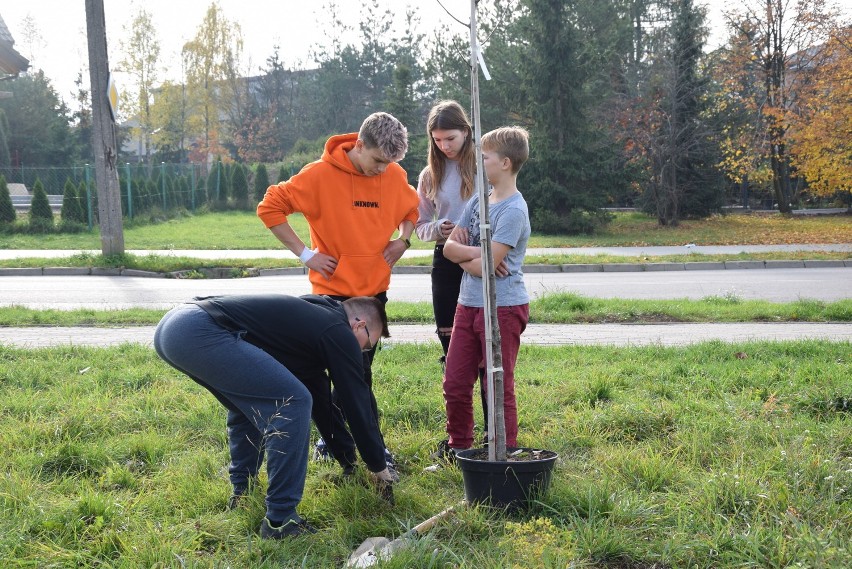 Suwalskie Anioły zasadziły drzewa na osiedlu Hańcza [ZDJĘCIA]