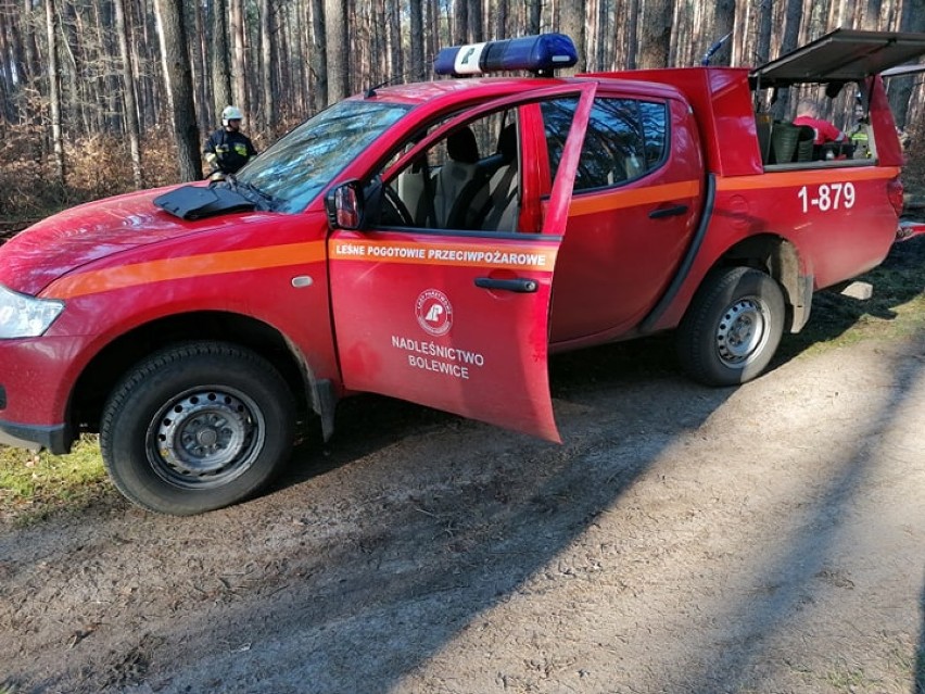 Powiat nowotomyski: Pożar lasu pod Miedzichowem [ZDJĘCIA]