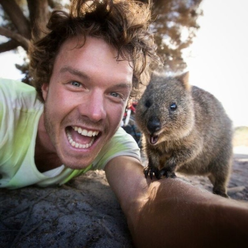 Oto quokka, najbardziej fotogeniczne zwierzę na świecie...