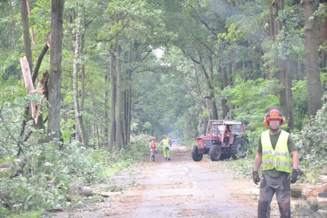 Leśnicy sprzątają, zakaz wstępu do lasu