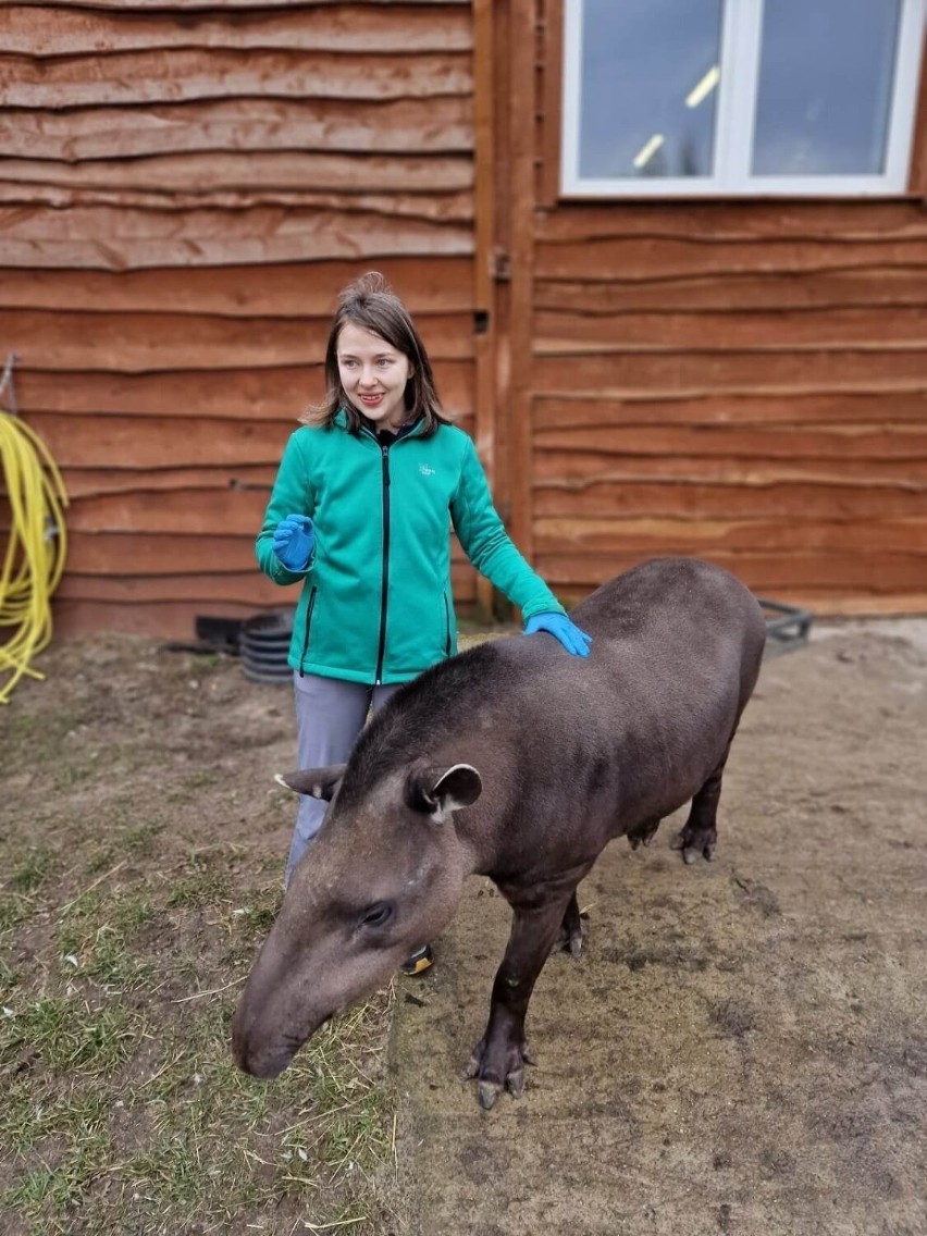 Spa dla egzotycznych zwierząt w Zoo Borysew koło Poddębic. Fizjoterapia pomaga im w regeneracji po kontuzji i zapewnia relaks ZDJĘCIA