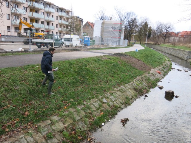 Rafał Szymański w ramach happeningu wszedł do kanału Młynówka w centrum Jeleniej Góry. Wypuścił do niego kilka papierowych stateczków.