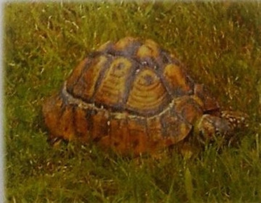 Żory: przedszkolakom zaginął żółw - ma 35 lat i jest poszukiwany!